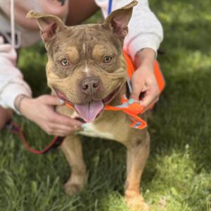 CHIP, American Staffordshire Terrier / American Bully, adult, available for adoption