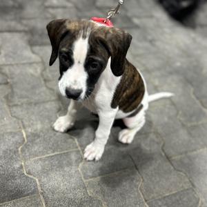 A brown and white puppy sitting on a paved surface, wearing a red collar and leash.
