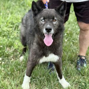 YUKON, Siberian Husky, adult, available for adoption