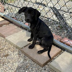 .GINGER-URGENT, Boxer / Pit Bull Terrier, puppy, available for adoption
