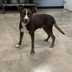 HENDRIX, Husky / Pit Bull Terrier, young, available for adoption