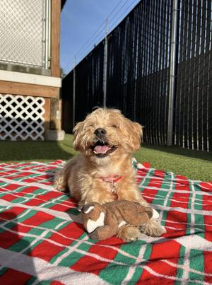 Jake, Silky Terrier, senior, available for adoption