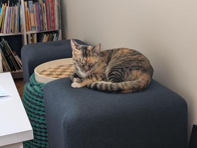 A tabby cat with brown and black stripes is curled up and sleeping on a blue ottoman. The cat is resting its head on its paws, and its eyes are closed. In the background, there is a bookshelf filled with books and a green knitted item next to the ottoman.