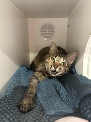 A tabby cat with green eyes is lying on a blue blanket in a white enclosure, looking directly at the camera with its mouth open.