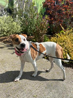 Annie, Jack Russell Terrier, senior, available for adoption