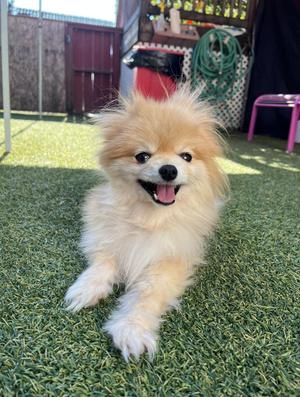 Chloe, Pomeranian, adult, available for adoption