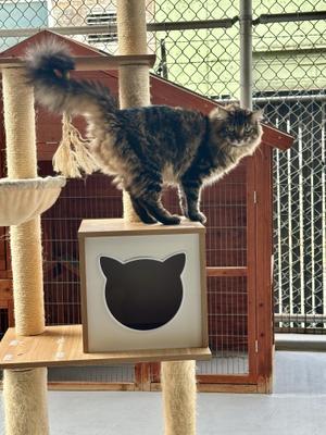 Alfie and Otto, adult, available for adoption