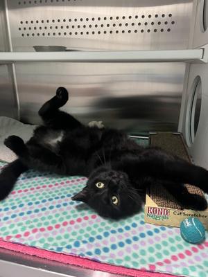 Tuxedo, adult, available for adoption