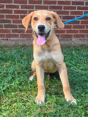 ELCEE, Mixed Breed, puppy, available for adoption