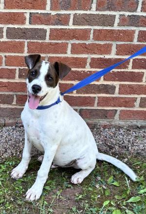 CASSI, Mixed Breed, puppy, available for adoption