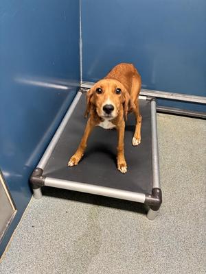 SANTANA, Hound, young, available for adoption