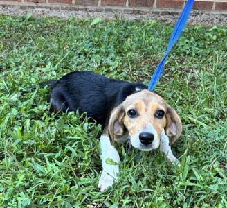 HAVEN, Beagle / Mixed Breed, puppy, available for adoption