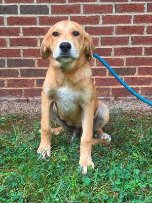 A golden-colored dog sitting on grass in front of a brick wall, wearing a blue leash.