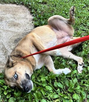 MERRY, Shepherd / Mixed Breed, young, available for adoption