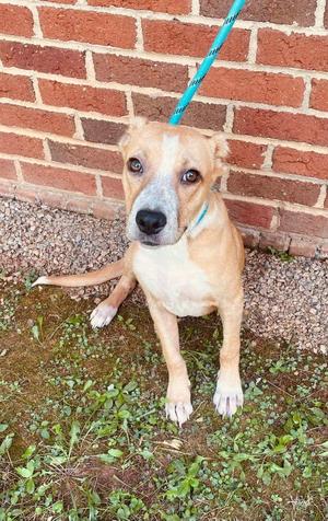 ELY, Mixed Breed, puppy, available for adoption