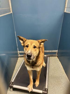 A brown dog standing on a black mat in a blue room.