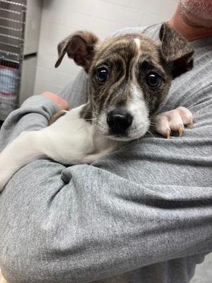 Gi Gi, Terrier / Mixed Breed, adult, available for adoption