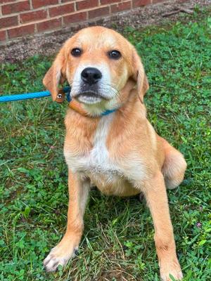 ELTON, Mixed Breed, puppy, available for adoption