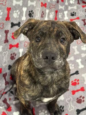 TRITON, Mixed Breed, puppy, available for adoption