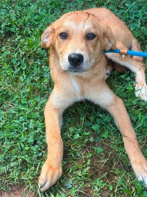 ELI, Mixed Breed, puppy, available for adoption