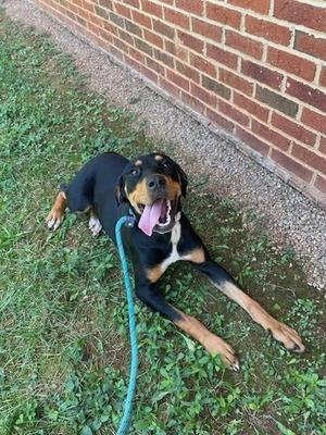 A black and tan dog lying on grass next to a brick wall, wearing a green leash and panting with its tongue out.
