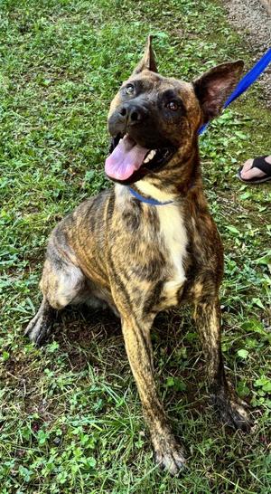 JUKE, Mixed Breed, young, available for adoption