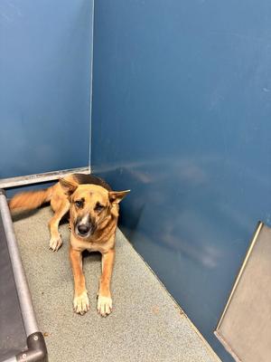 A brown and black dog with floppy ears is lying on a gray floor in a blue-walled room. The dog is looking directly at the camera with a calm expression. The room appears to be an indoor space, possibly a kennel or shelter, with a metal structure partially visible on the left side.