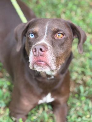 A brown dog with heterochromia, one blue eye and one brown eye, standing on grass.