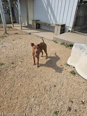a brown dog standing on a dirt ground with its tongue out