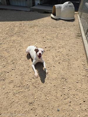 A white dog with brown patches is lying on a dirt ground, looking up with its mouth open. The dog is in an outdoor area with a concrete structure and a dog house in the background.