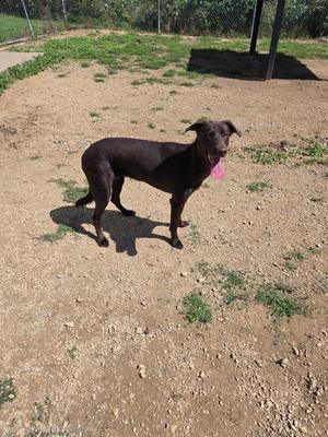 A black dog standing on a dirt ground with a pink object in its mouth.