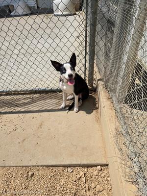 A black and white dog sitting on a concrete surface in front of a chain-link fence.