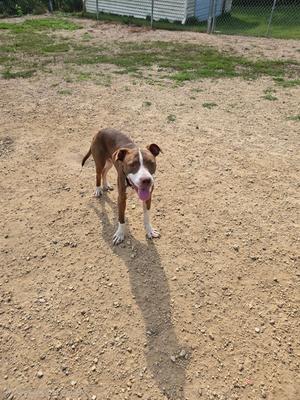 A brown and white dog standing on a dirt ground, with its tongue out and looking towards the camera.