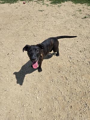 A black dog with a pink tongue sticking out, standing on a sandy surface.