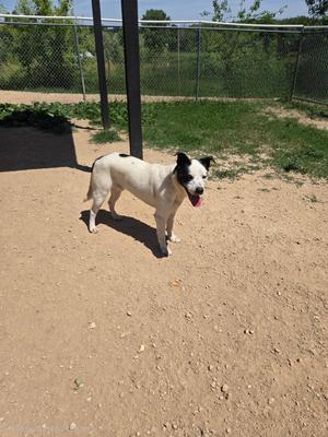 T-rex, Canaan Dog, adult, available for adoption