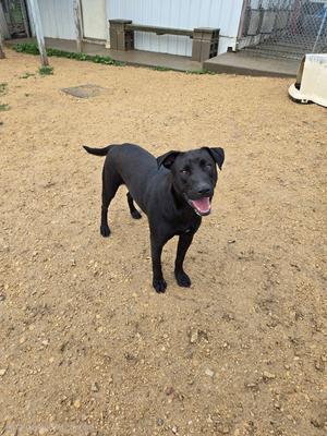 A black dog standing on a dirt ground with its mouth open, appearing to smile. The background includes a white building and a fence.