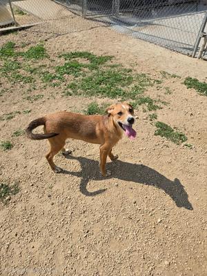 a brown dog standing on a dirt ground with its tongue out