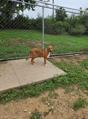 A brown dog standing on a concrete slab in a grassy area with a chain-link fence in the background.