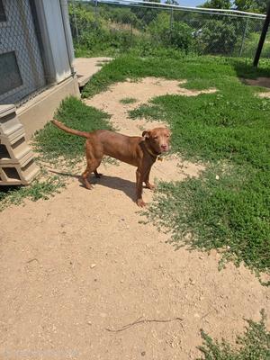 Toffee, young, available for adoption