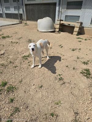 a white dog standing on a dirt ground in an outdoor enclosure