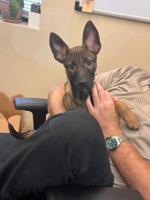 J'nice, Belgian Malinois Mix, puppy, available for adoption