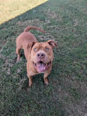 A brown dog with a happy expression, standing on grass and looking up.