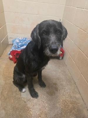 Gerald, German Wirehaired Pointer Mix, adult, available for adoption
