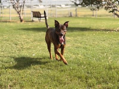 A brown dog running on a grassy field with its tongue out.