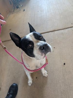 A black and white dog wearing a pink leash, looking up at the camera.