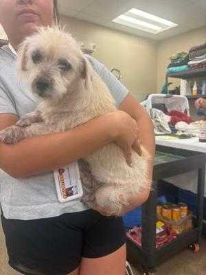Cricket, Cairn Terrier Mix, senior, available for adoption