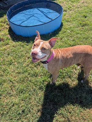 Ramona, American Pit Bull Terrier Mix, young, available for adoption