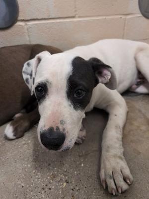A black and white dog with a black patch over its left eye, lying down next to another dog.