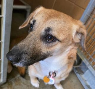 Junebug, Welsh Corgi - Cardigan and Australian Shepherd, available for adoption
