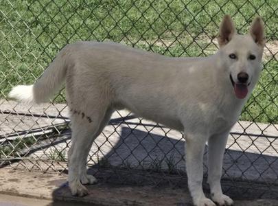 white dog standing behind a chain-link fence
